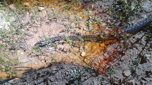 Inland Carpet Python sighting