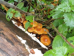 Gymnopilus penetrans