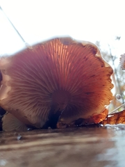 Gymnopilus penetrans