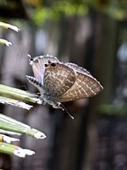 Theclinesthes onycha
