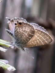 Theclinesthes onycha