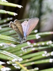 Theclinesthes onycha