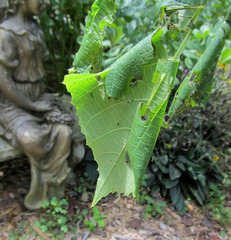 Pantographa limata