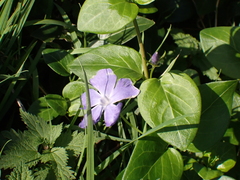 Vinca major