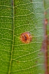 Phragmidium violaceum