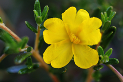 Hibbertia hypericoides