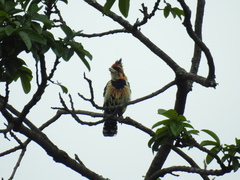 Trachyphonus vaillantii