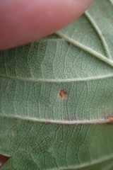 Phragmidium violaceum