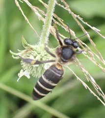 Apis dorsata binghami
