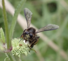 Apis dorsata binghami