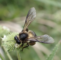 Apis dorsata binghami
