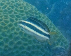 Petroscirtes breviceps