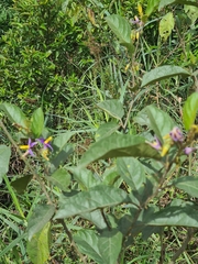 Solanum subinerme