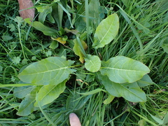Rumex acetosa