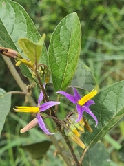 Solanum subinerme