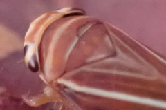 Idiodonus kennicotti