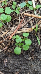 Dichondra carolinensis