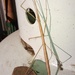 Sydney Stick Insect - Photo (c) David Spencer Muirhead, some rights reserved (CC BY-NC), uploaded by David Spencer Muirhead