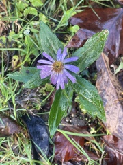 Aster amellus