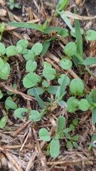 Dichondra carolinensis