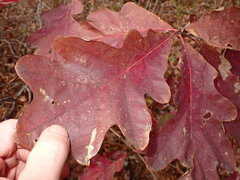 Idiodonus kennicotti