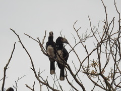 Bycanistes bucinator