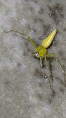 Oxyopes macilentus