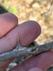 Zanthoxylum hirsutum