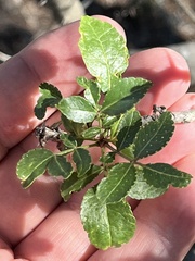 Zanthoxylum hirsutum