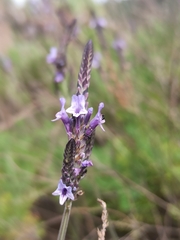 Lavandula canariensis