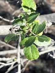 Zanthoxylum hirsutum