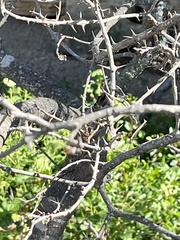 Zanthoxylum hirsutum