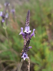 Lavandula canariensis
