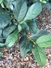 Viburnum odoratissimum