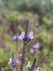 Lavandula canariensis