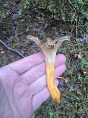 Craterellus lutescens
