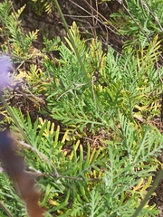 Lavandula canariensis