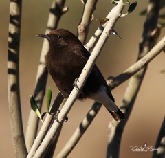 Oenanthe leucura