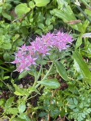 Hylotelephium spectabile