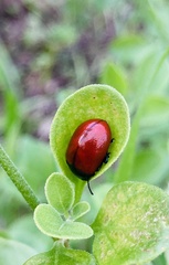Chrysomela populi