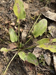 Echinodorus cordifolius
