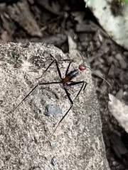 Leptomyrmex