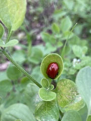 Chrysomela populi