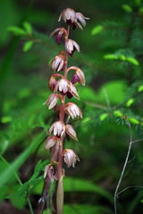 Corallorhiza striata