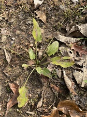 Echinodorus cordifolius