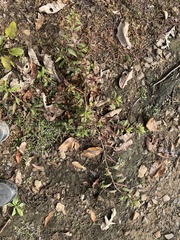 Echinodorus cordifolius