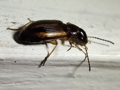 Dicheirotrichus