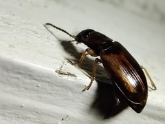 Dicheirotrichus