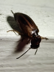 Dicheirotrichus