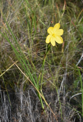 Image of Moraea lewisiae by (c) Justin Ponder, some rights reserved (CC BY)